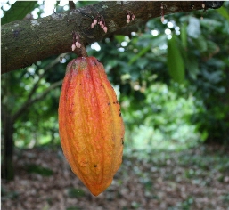 single cocoa pod on tree